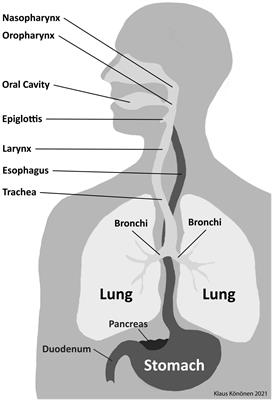 Frontiers Oral Prevotella Species and Their Connection to Events